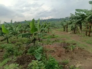 Land on Sale in Nakaseke Kapeka