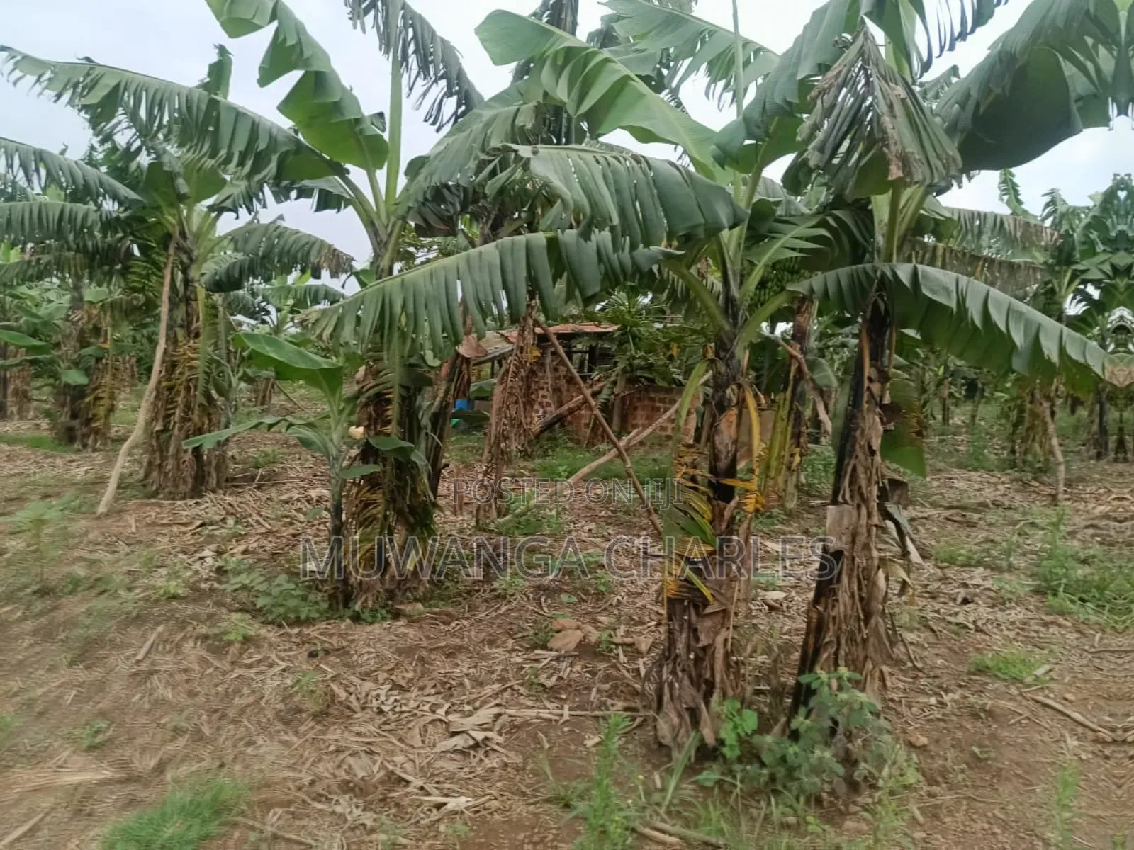 Land on Sale in Nakaseke Kapeka