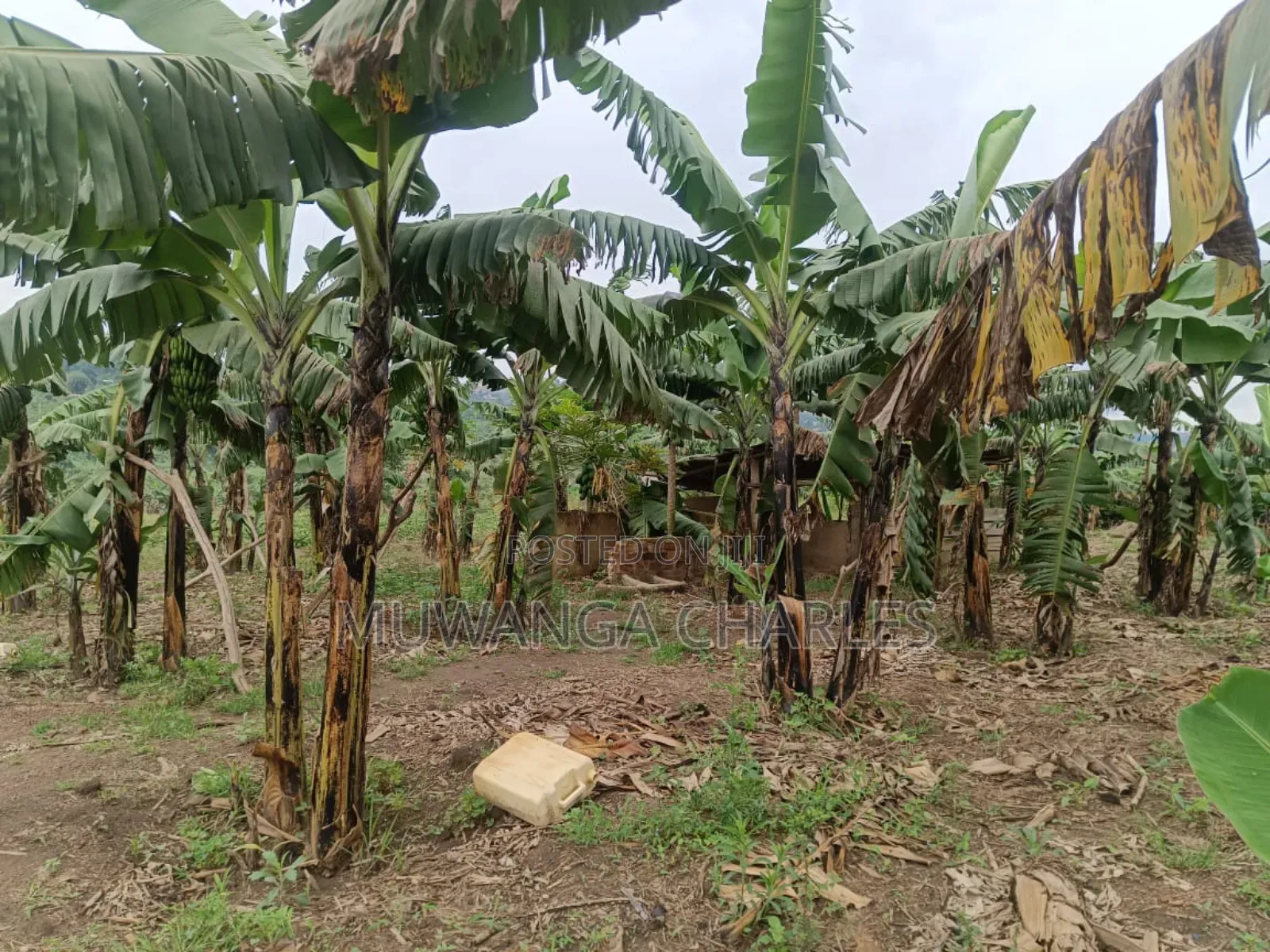 Land on Sale in Nakaseke Kapeka