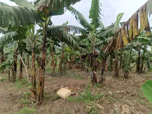 Land on Sale in Nakaseke Kapeka
