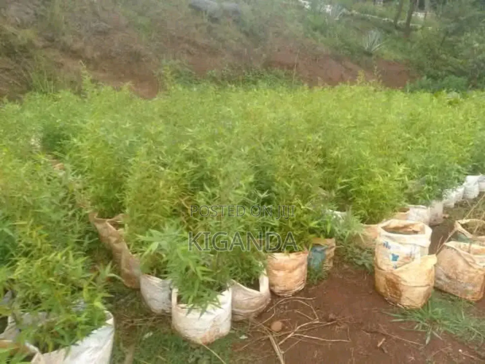 Cover Your Environment With Bamboo