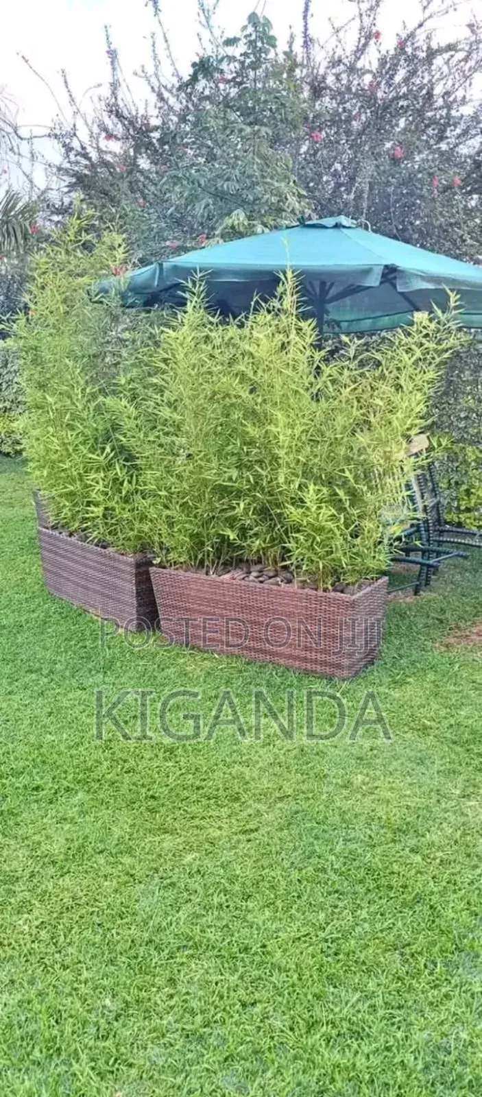 Cover Your Environment With Bamboo