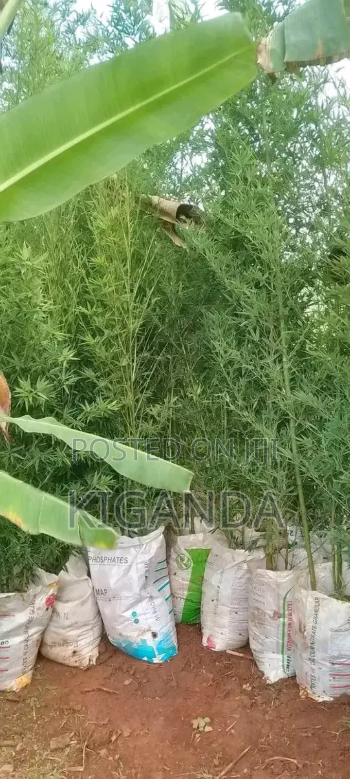 Cover Your Environment With Bamboo