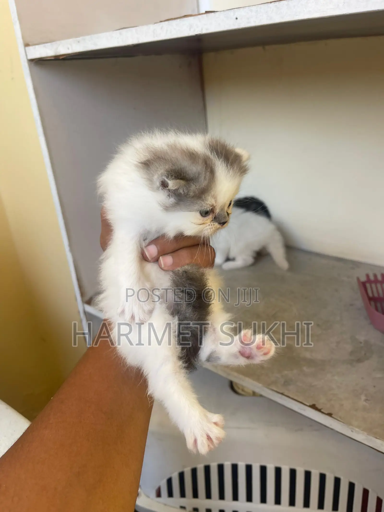 1-3 months Male Purebred Persian