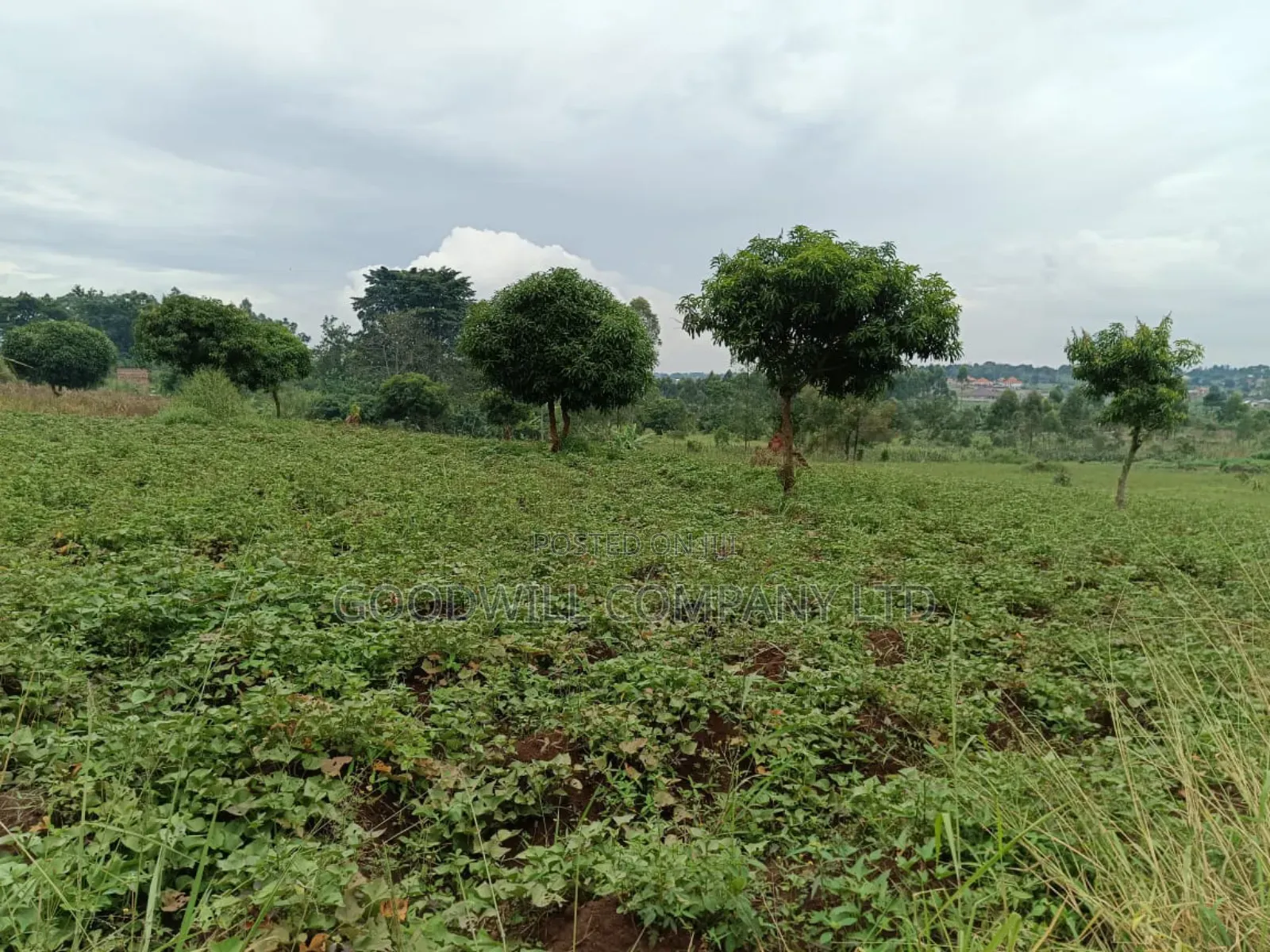 12 Acres of Land in Kijabijjo Gayaza