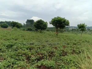 12 Acres of Land in Kijabijjo Gayaza