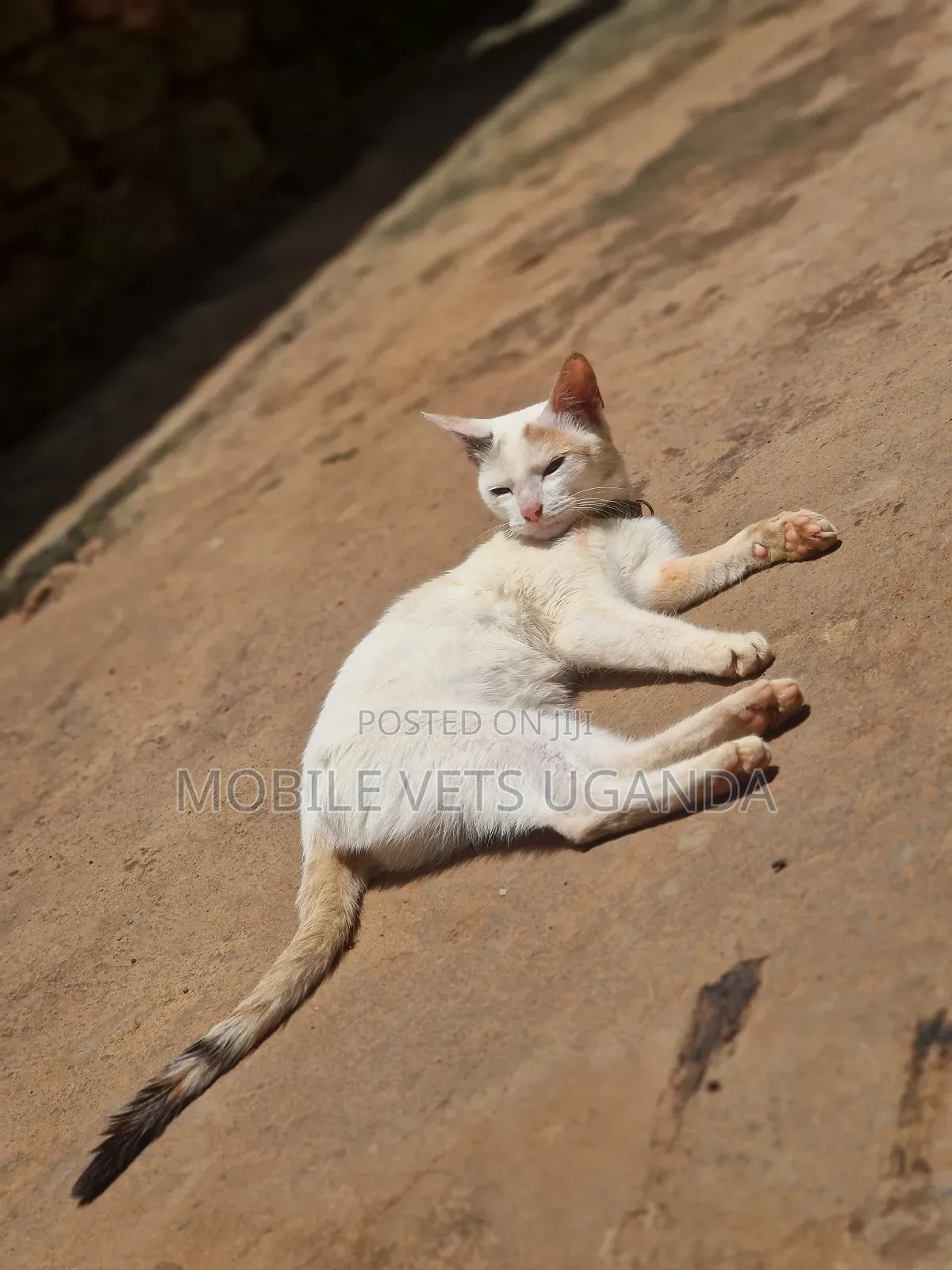 3-6 months Male Purebred Bombay