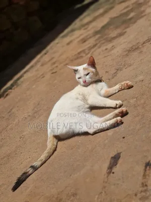 3-6 months Male Purebred Bombay