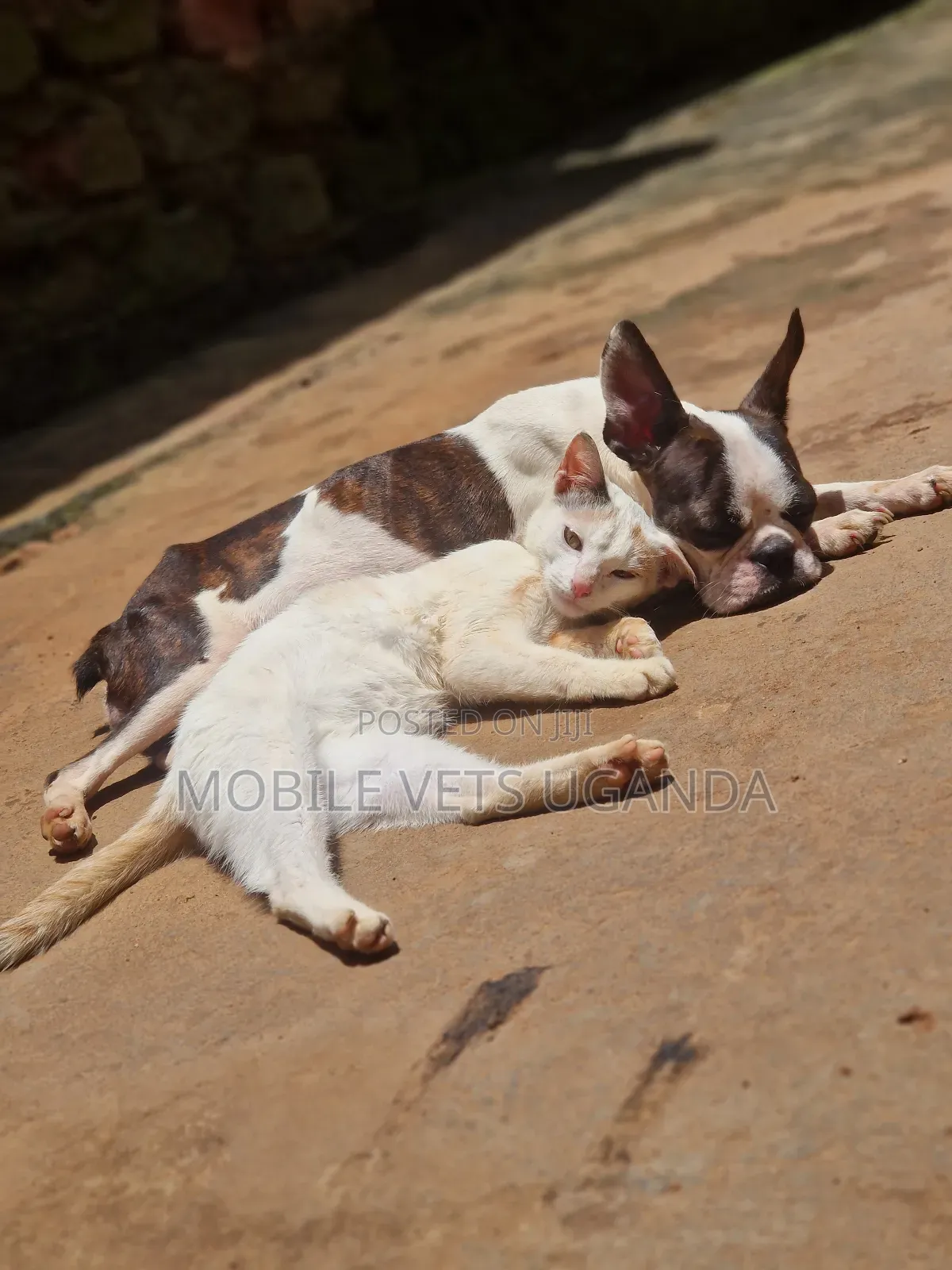 3-6 months Female Purebred French Bulldog