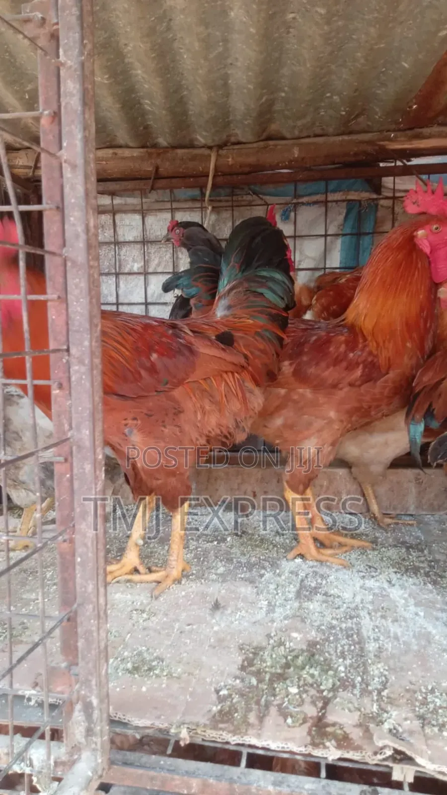 Big Local Chicken