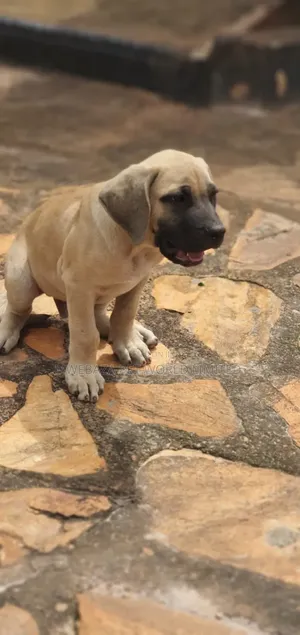 1-3 months Male Purebred Boerboel
