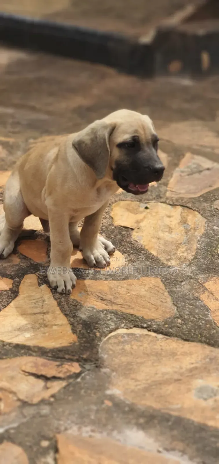 1-3 months Male Purebred Boerboel