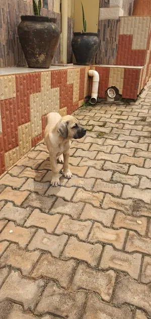 1-3 months Male Purebred Boerboel