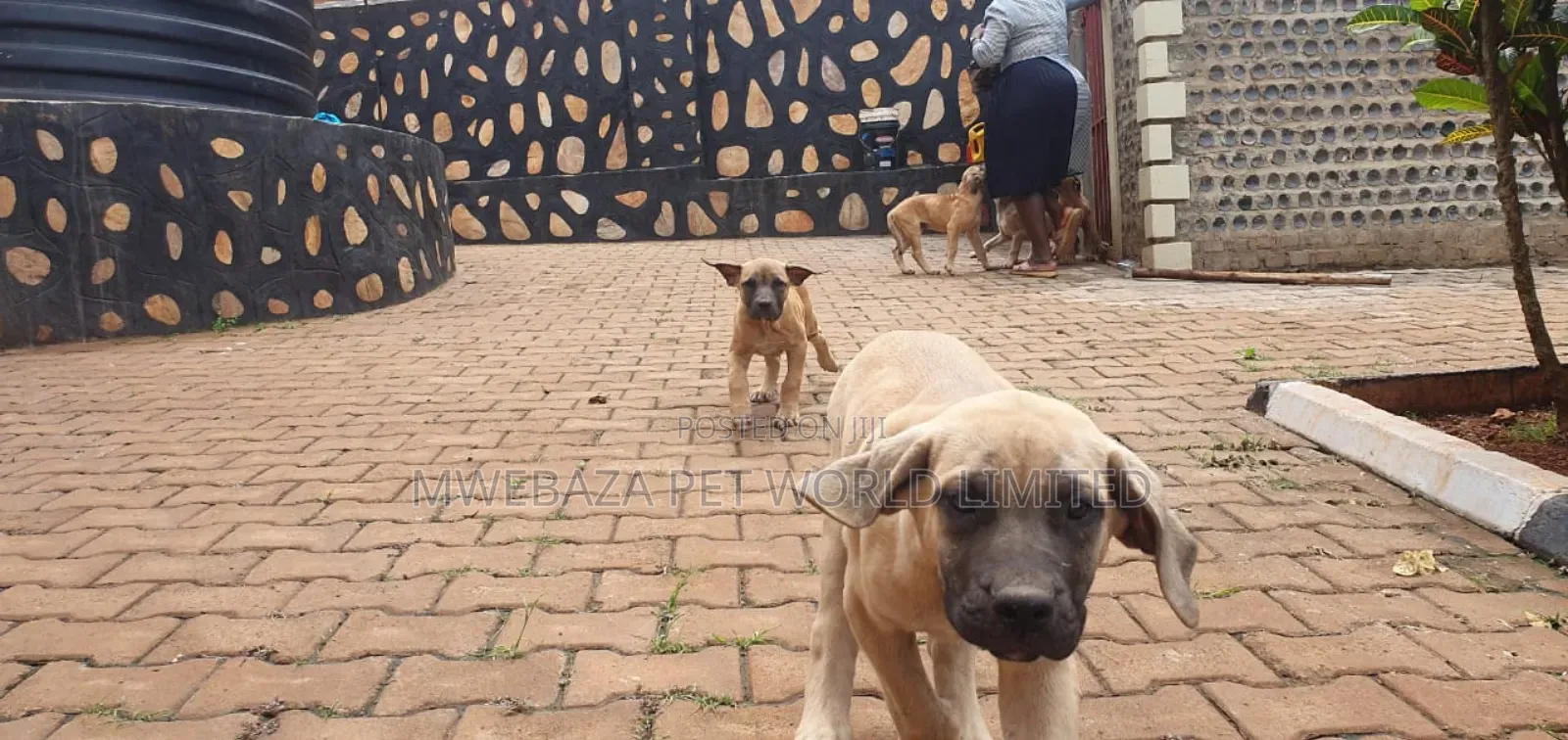 1-3 months Male Purebred Boerboel