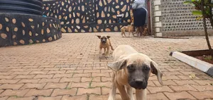 1-3 months Male Purebred Boerboel