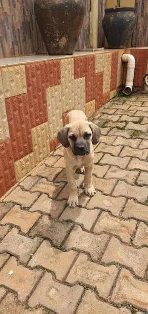 1-3 months Male Purebred Boerboel