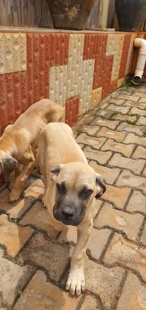 1-3 months Male Purebred Boerboel