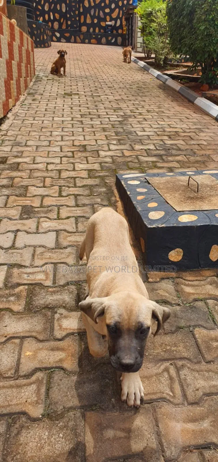 1-3 months Male Purebred Boerboel