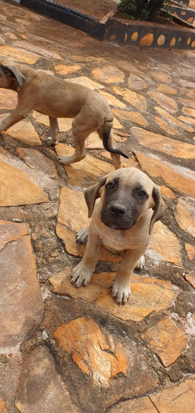 1-3 months Male Purebred Boerboel
