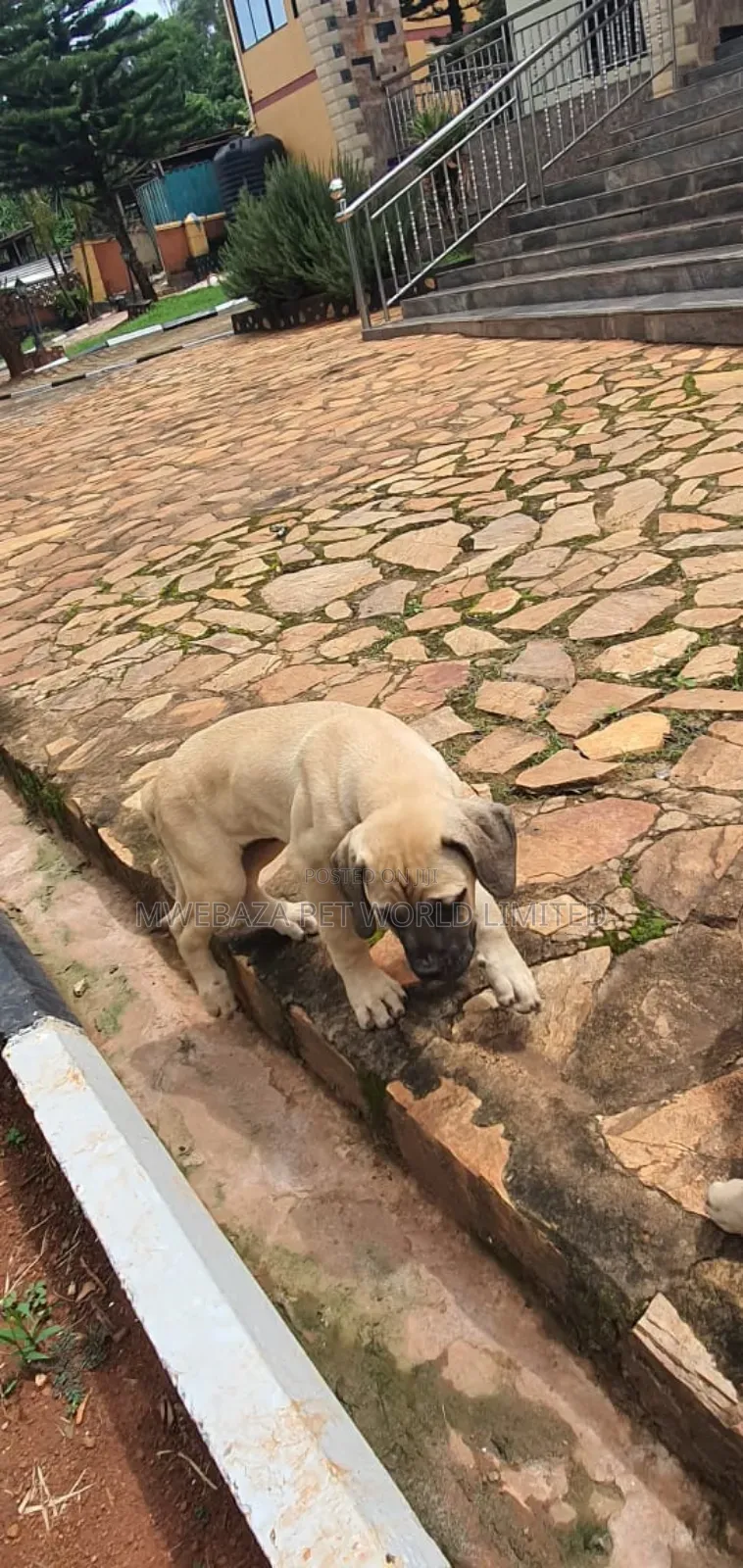 1-3 months Male Purebred Boerboel