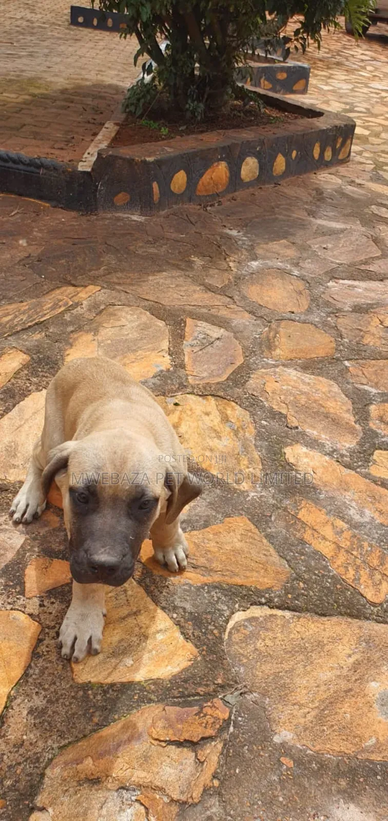 1-3 months Male Purebred Boerboel