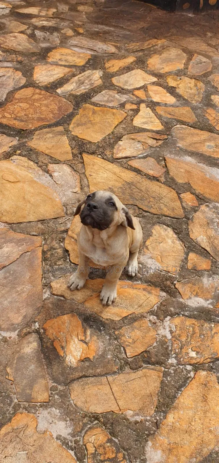 1-3 months Male Purebred Boerboel