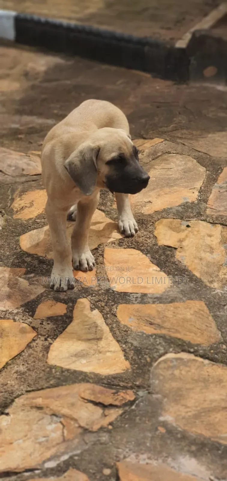 1-3 months Male Purebred Boerboel
