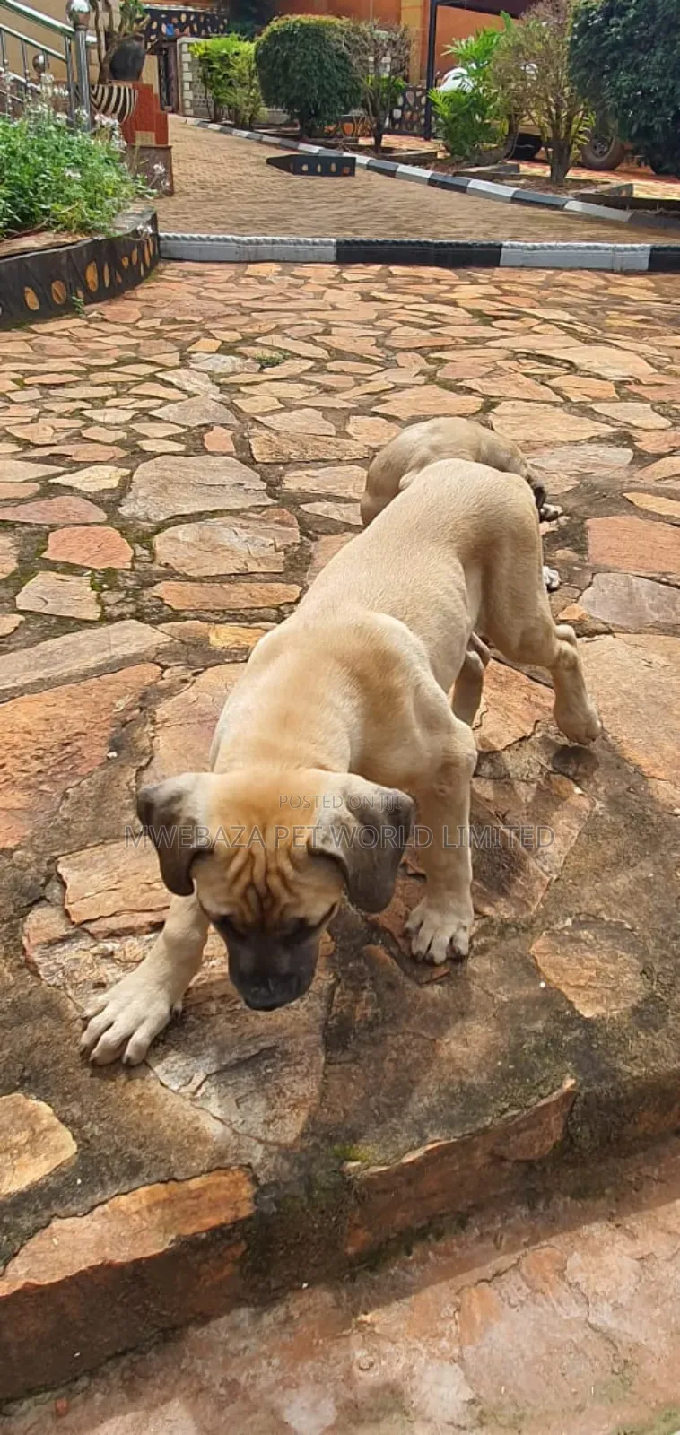 1-3 months Male Purebred Boerboel