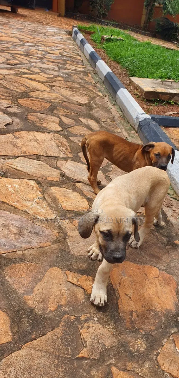 1-3 months Male Purebred Boerboel