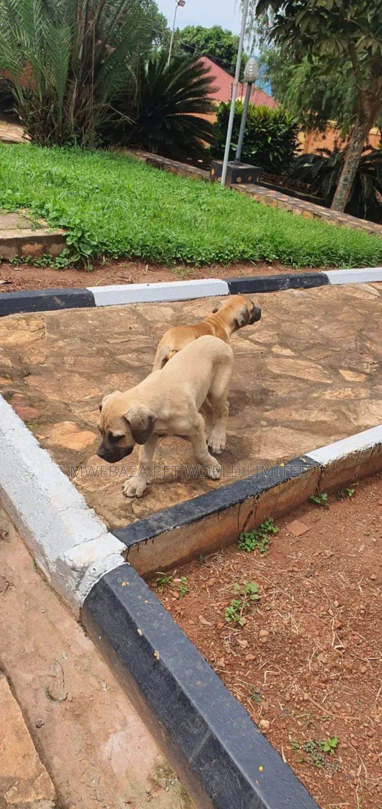 1-3 months Male Purebred Boerboel