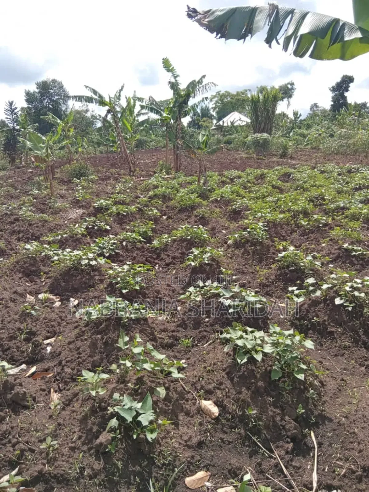 Rhidah Land Consultancy