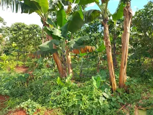 2acres of Land on Sale in Kanyanda Matugga