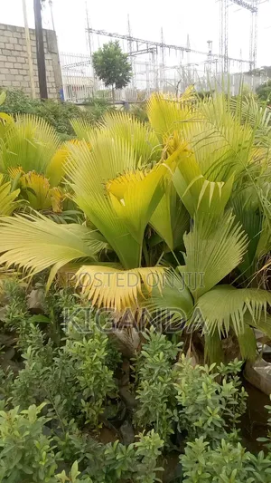 Palm Trees