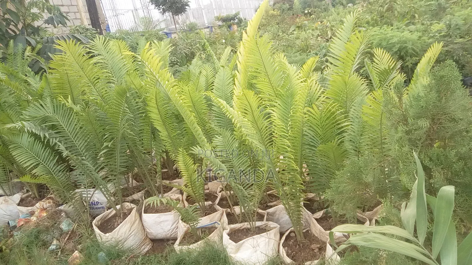 Palm Trees