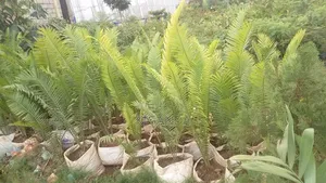 Palm Trees