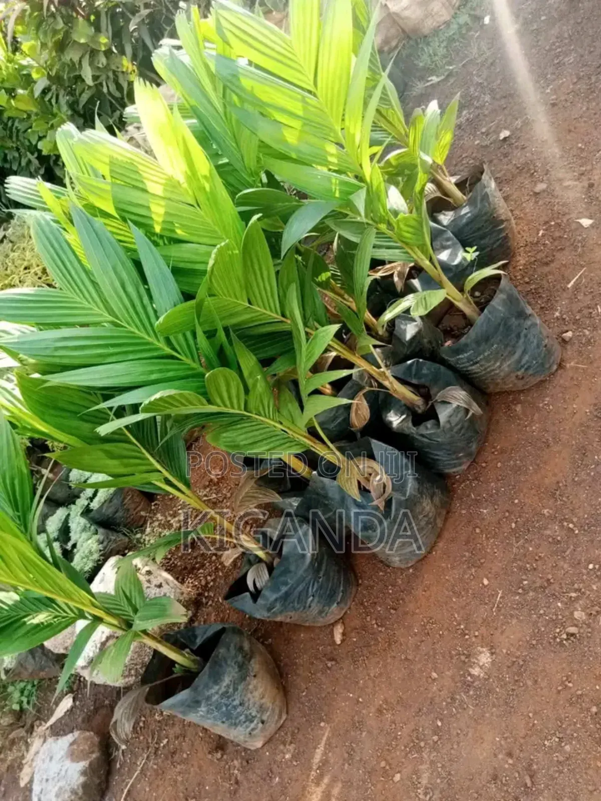 Palm Trees