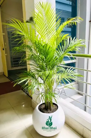 Palm Trees