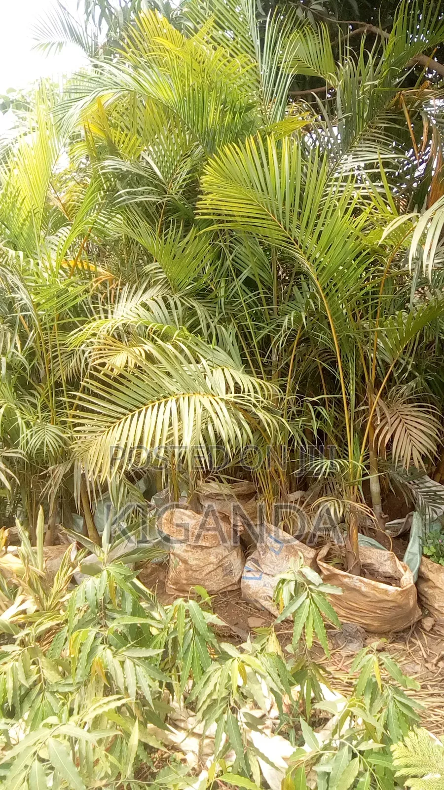 Palm Trees