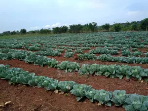 Farm Land for Sale