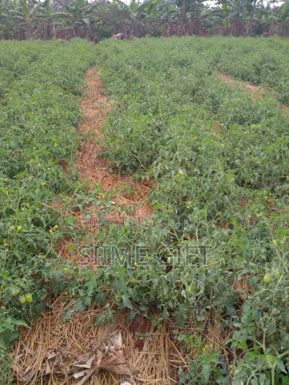 Farm Land for Sale