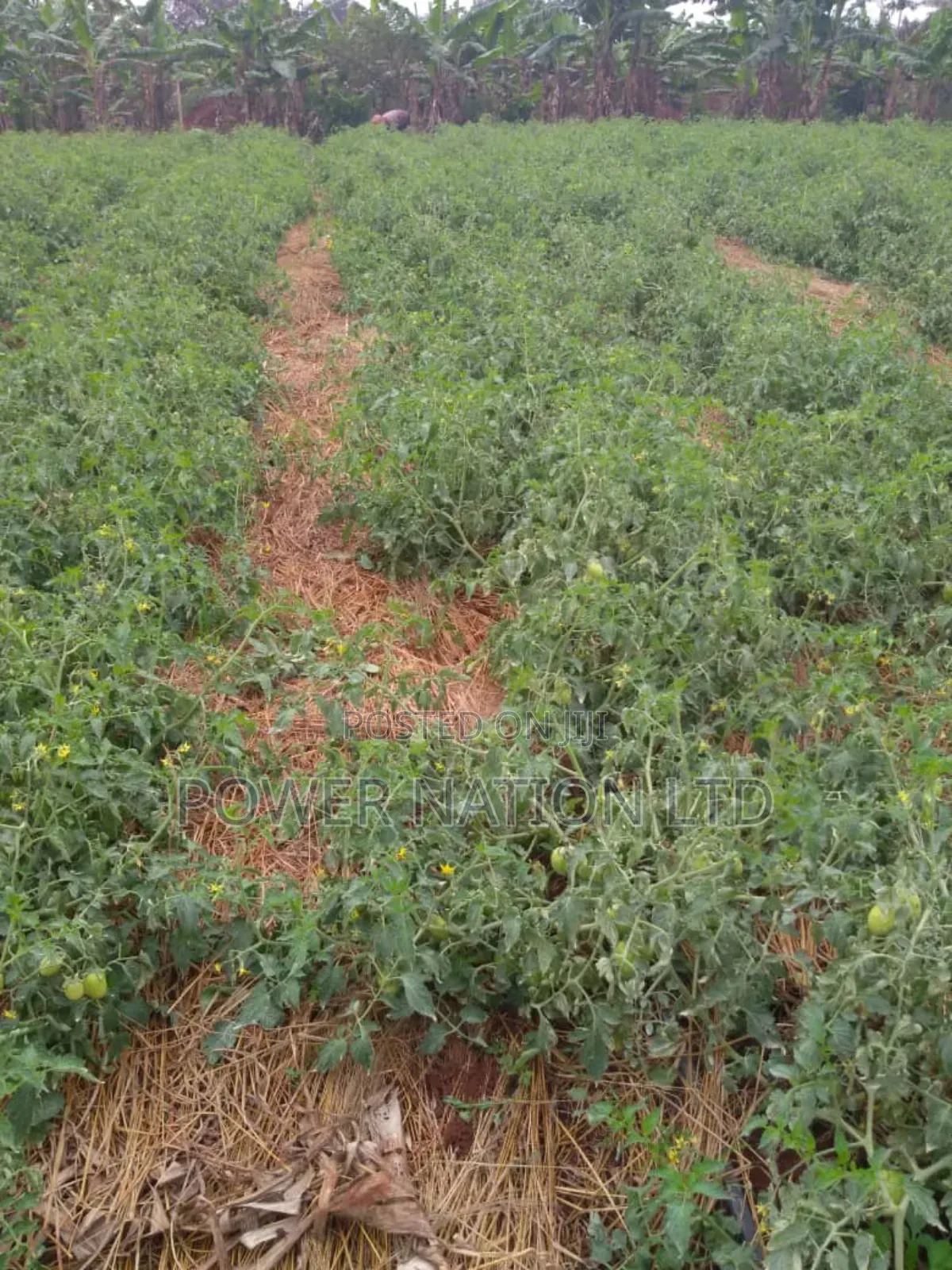 Farmland of 20 Acres of Land Nakaseke Off Ngoma Butalangu Road
