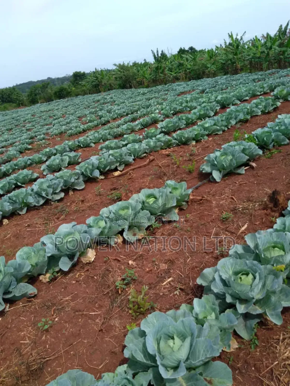 Farmland of 20 Acres of Land Nakaseke Off Ngoma Butalangu Road