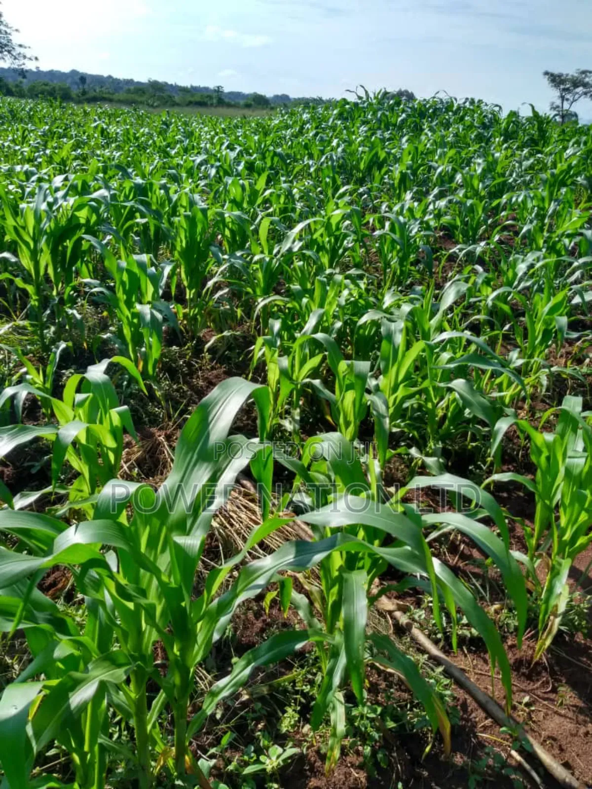 Farmland of 20 Acres of Land Nakaseke Off Ngoma Butalangu Road
