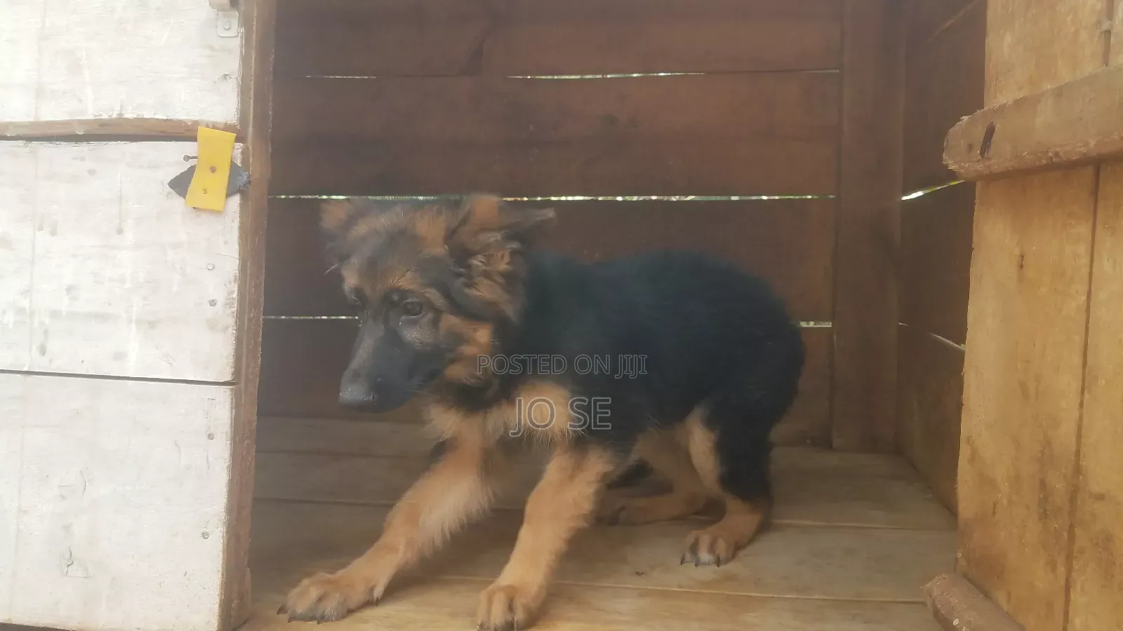3-6 months Female Purebred German Shepherd