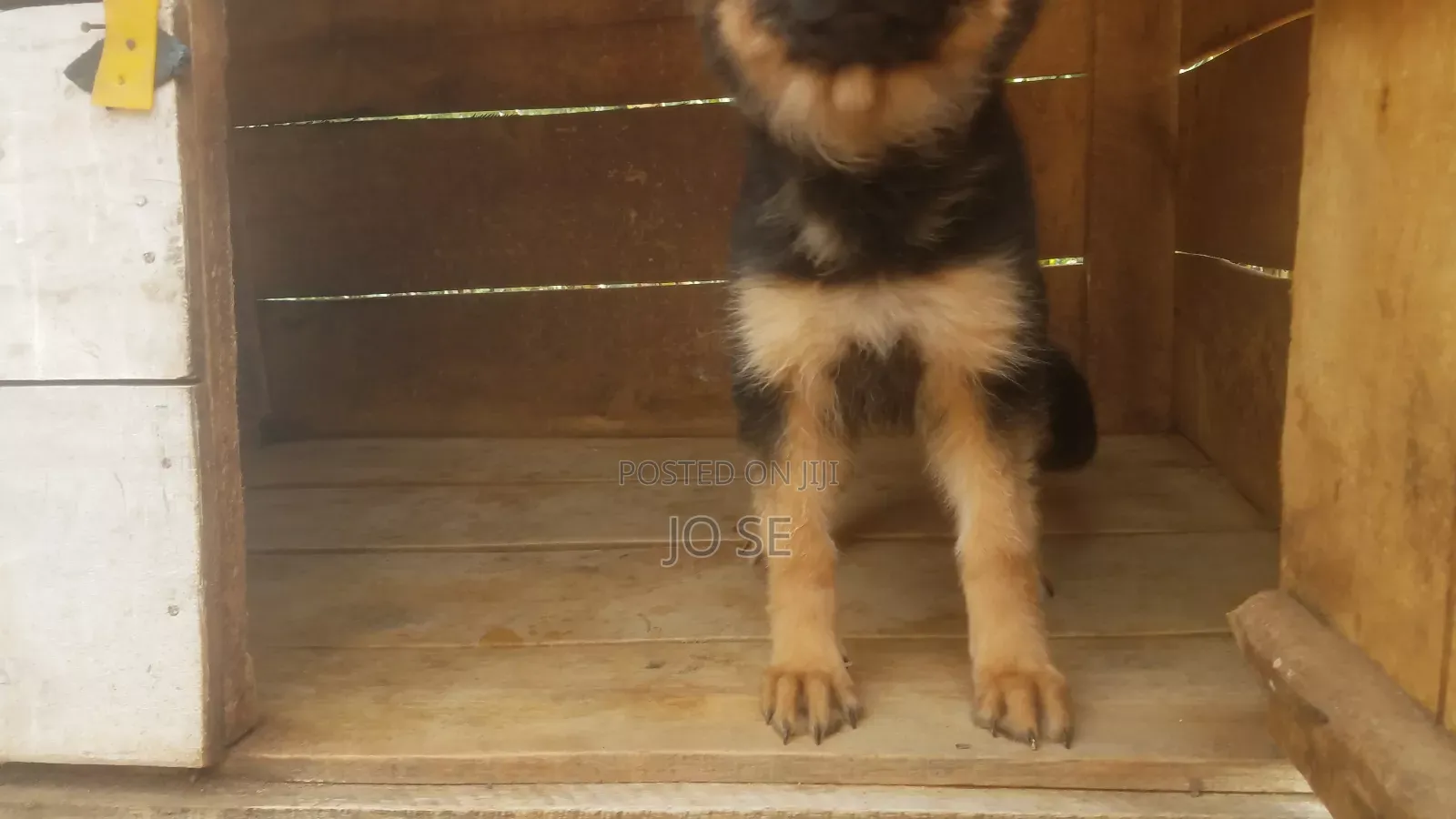 3-6 months Female Purebred German Shepherd