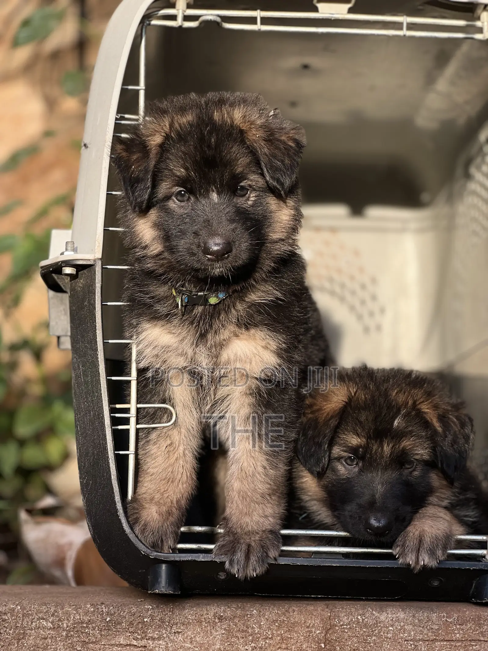 1-3 months Male Purebred German Shepherd