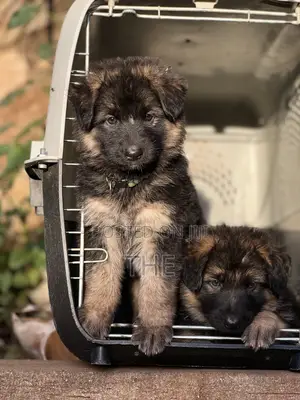 1-3 months Male Purebred German Shepherd