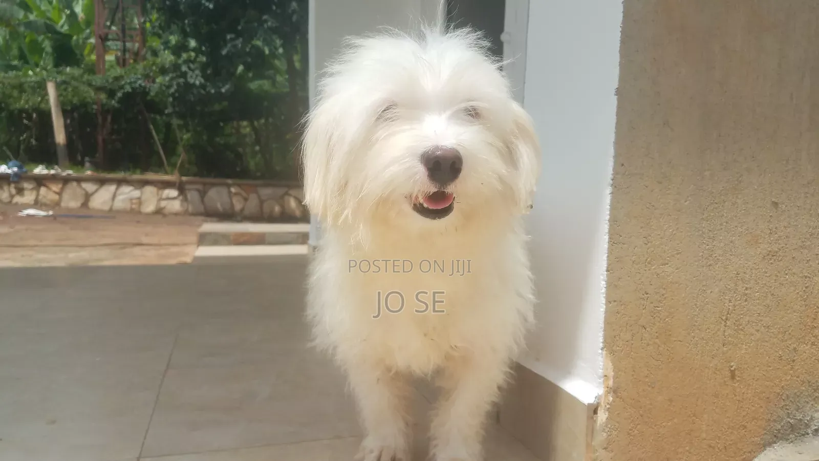 6-12 months Male Purebred Maltese