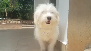 6-12 months Male Purebred Maltese