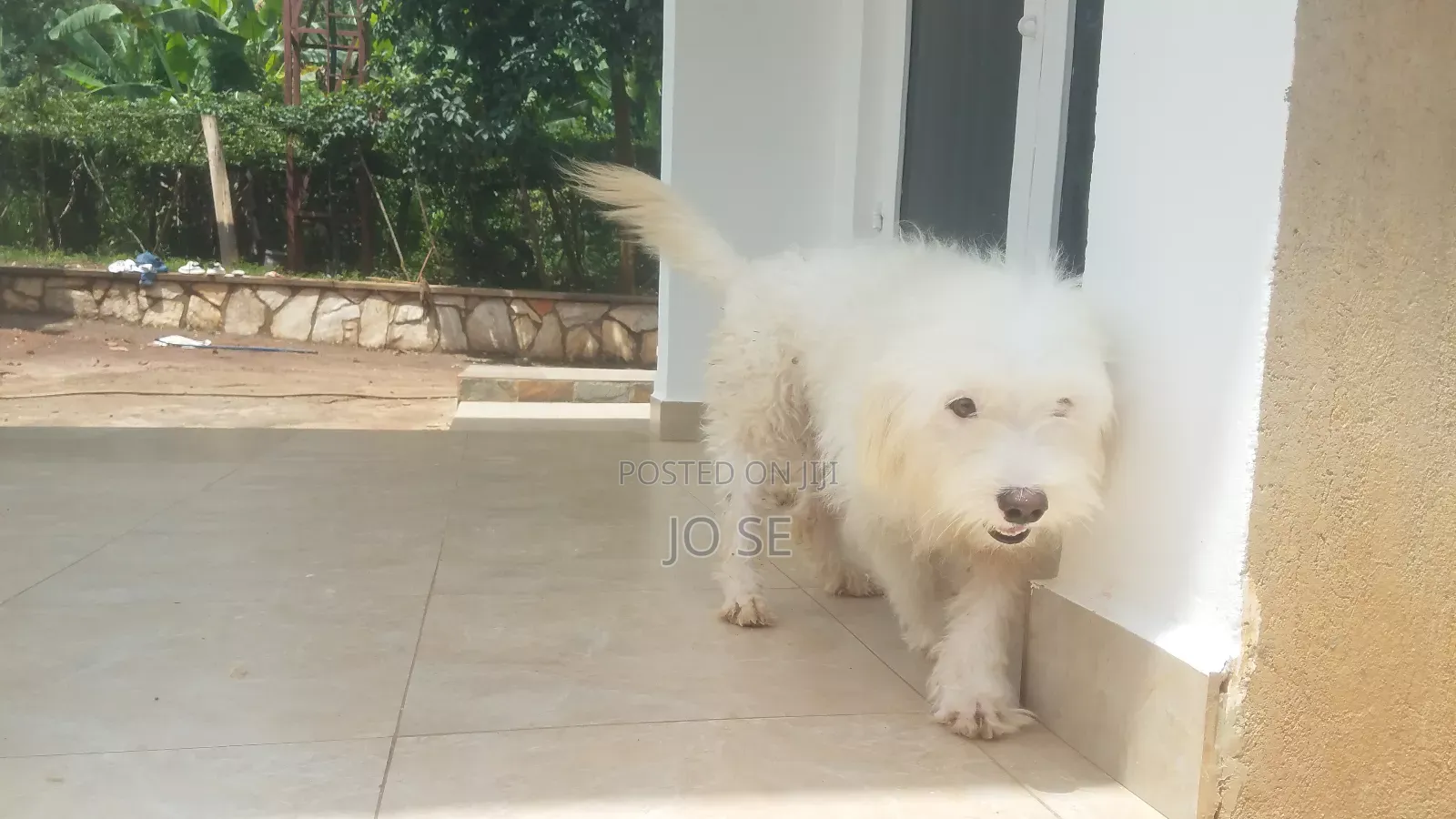6-12 months Male Purebred Maltese